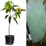 Mangga Kio Jay (Kyo Jay)