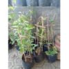 Mandevilla Putih - Gambar 2