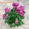 Krisan Aster Pink - Gambar 2