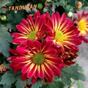 Krisan Aster Remix red Yellow