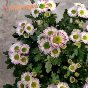 Krisan Aster Remix Pink