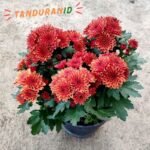 Krisan Orange Double