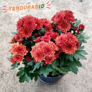 Krisan Orange Double