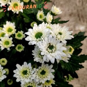 Krisan Putih Spray