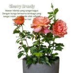 Paket English Rose (5 Pohon)