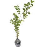 Pohon Bidara Arab