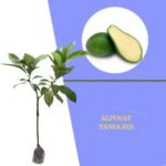 Alpukat Tanpa Biji
