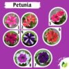 Paket Tanaman Bunga 5Pcs - Gambar 3