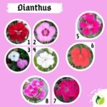 Paket Tanaman Bunga 5Pcs