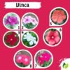 Paket Tanaman Bunga 5Pcs - Gambar 2