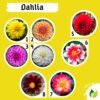 Paket Tanaman Bunga 5Pcs - Gambar 4