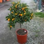 Jeruk Kumquat Nagami SUPER
