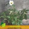 White Buttercup - Gambar 2