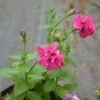 Petunia Pink Double - Gambar 2