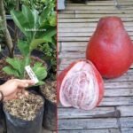 Jeruk Red Pamelo