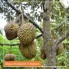 Durian Musangking - Gambar 2