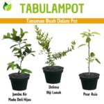 Paket Tabulampot
