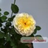 Mawar Impor Yellow Charlotte - Gambar 2