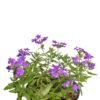 Purple Verbena - Gambar 2