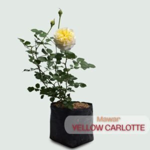 Mawar Impor Yellow Charlotte