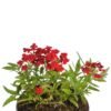 Red Verbena - Gambar 2