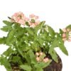 Peach Verbena - Gambar 2