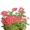 Pink White Verbena - Gambar 2