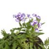 Purple White Verbena - Gambar 2