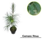 Cemara Pinus