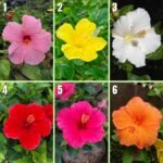 Paket Tanaman Bunga Hibiscus 5 Pcs