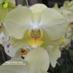 Anggrek Bulan Tosca