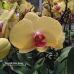 Anggrek Bulan Kuning