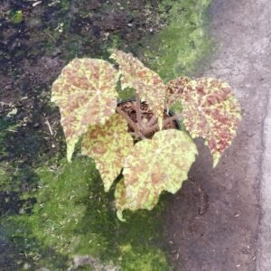 Begonia ‘Marmaduke’ (Begonia Rhizomatous Hybrid)