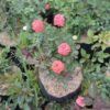 Mawar Orange Babyflor - Gambar 2