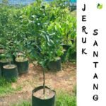 Jeruk Santang Madu "Berbuah"