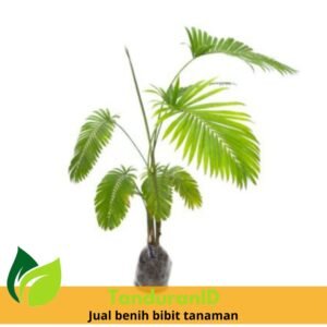 Palem Paris