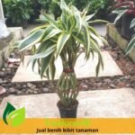 Bambu Rejeki Guci