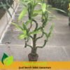 Bambu Hoki Ulir Spiral - Gambar 2