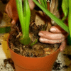 Yellow Cymbidium Orchid - Gambar 2