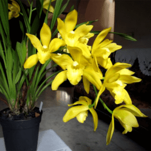 Yellow Cymbidium Orchid
