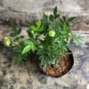 Climber Green Rose - Gambar 4