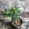Climber Green Rose - Gambar 3