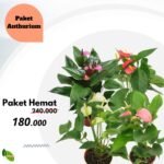 Paket Tanaman Anthurium Mini