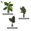 Paket Tanaman Calathea - Gambar 2