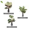 Paket Tanaman Calathea - Gambar 3