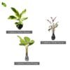 Paket Tanaman Calathea - Gambar 5