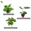 Paket Tanaman Calathea - Gambar 6