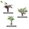 Paket Tanaman Calathea - Gambar 4