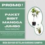 Paket Tanaman Mangga Jumbo