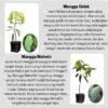 Paket Tanaman Mangga Jumbo - Gambar 2